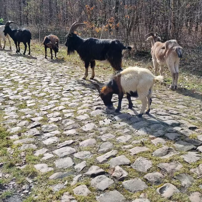 A herd of goats cleans the cobblestones of the Arenberg Forest in Paris-Roubaix